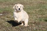 GOLDEN RETRIEVER 056